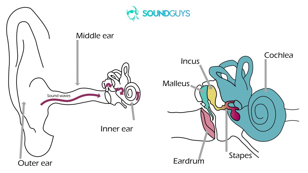 Noise-induced hearing loss: Two diagrams. The one on the left shows how sound travels into the ear and the right is a close-up fo the middle and inner ears.